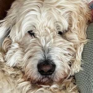 Meet your Posher, Bart